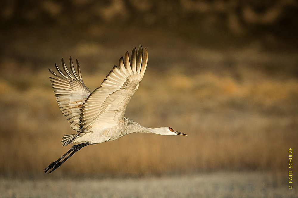 Sandhill Crane