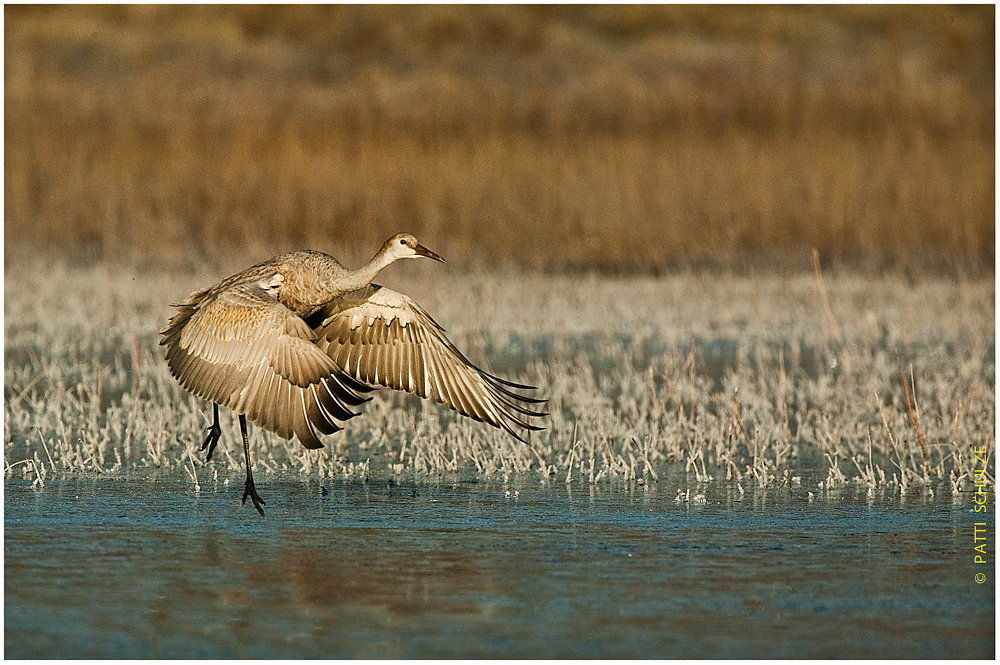 Sandhill Crane