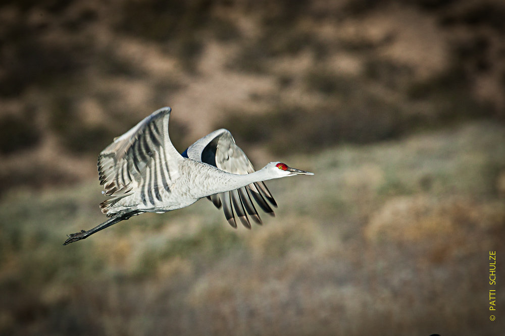 Sandhill Crane