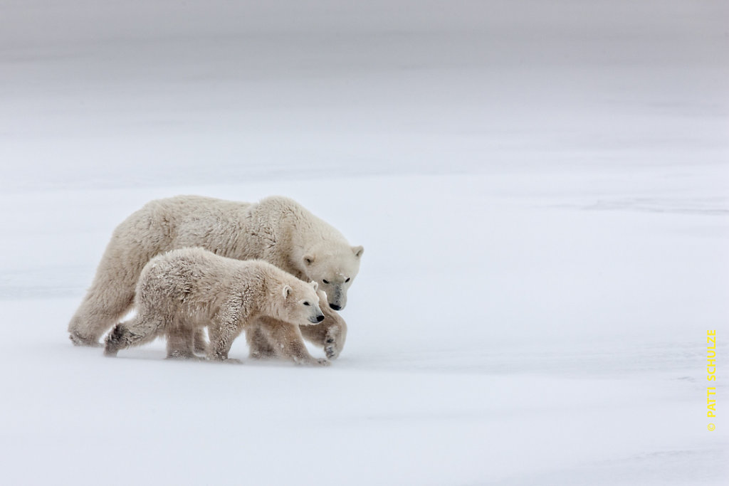 Polar Bears