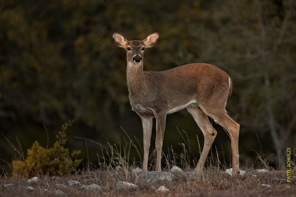 White Tail Deer