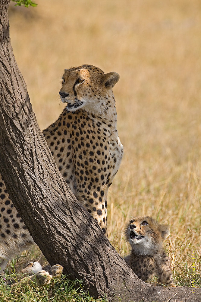 Cheetah and Cubs