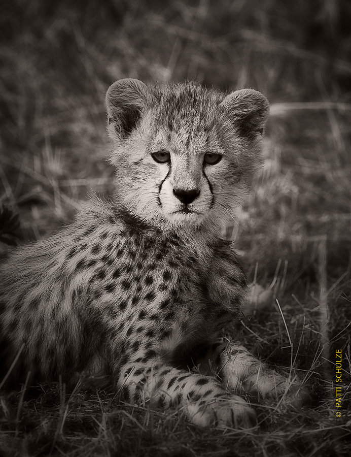 Cheetah Cub