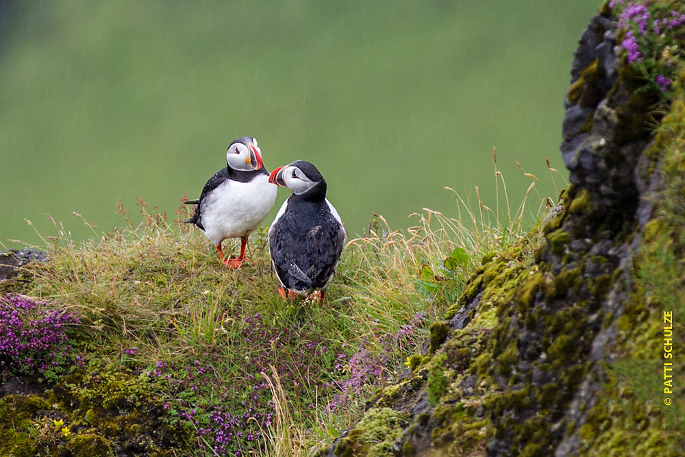 Iceland-20140715-0625.jpg