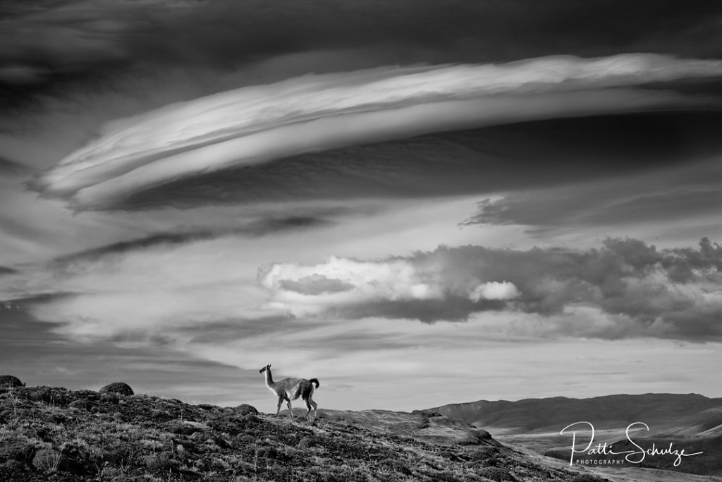 Guanaco and lenticular cloud