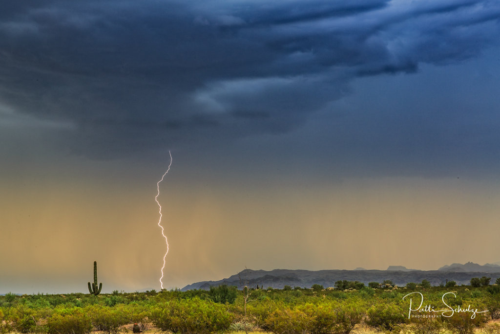 Cactus and Lifghtning