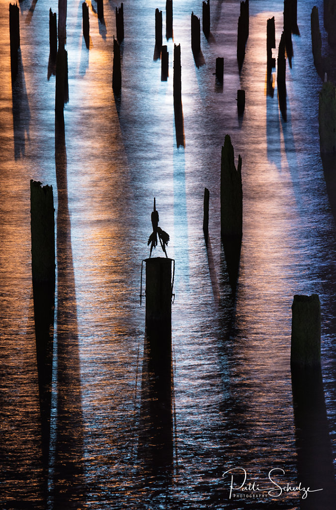 Pilings at night