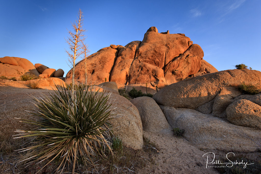 Early Morning Joshua Tree