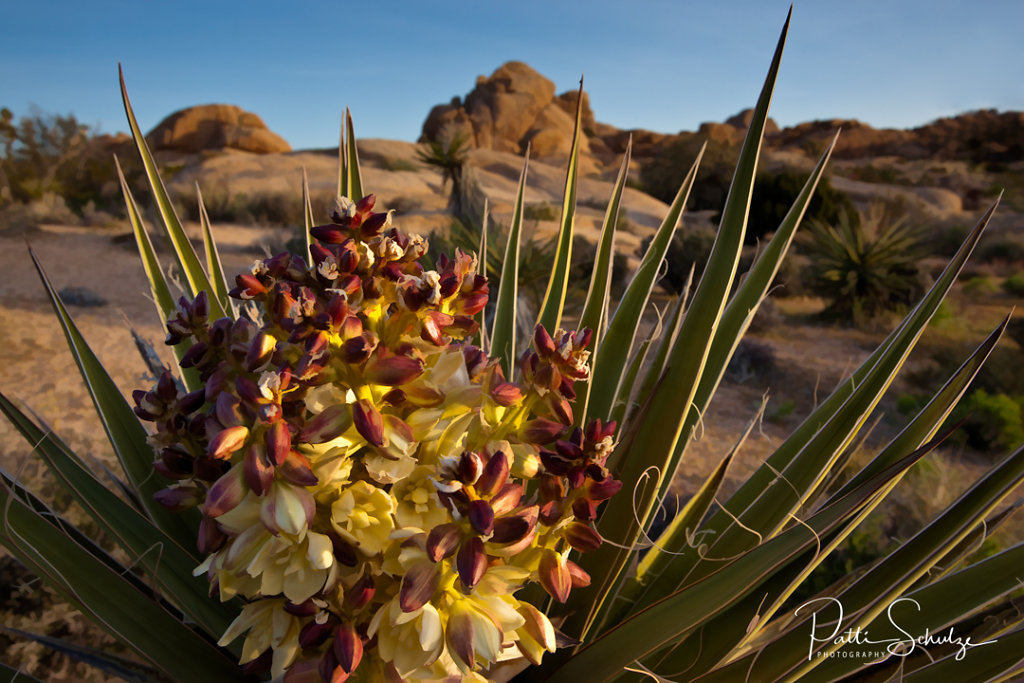 Yucca Blooms