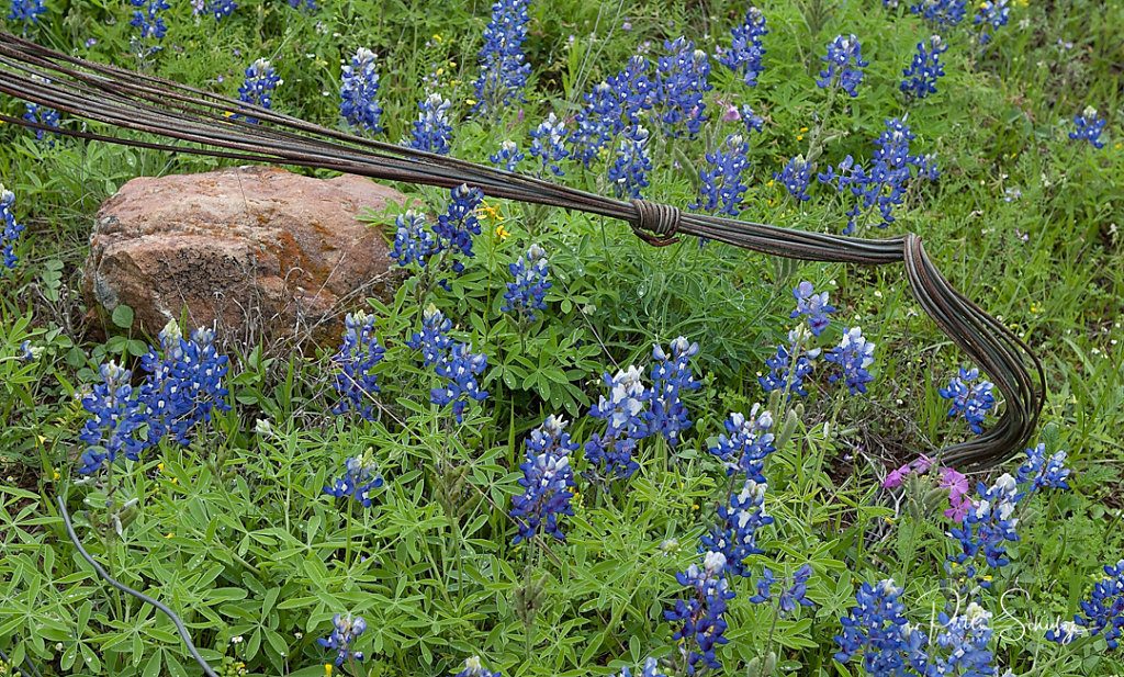 Bluebonnets and Wire