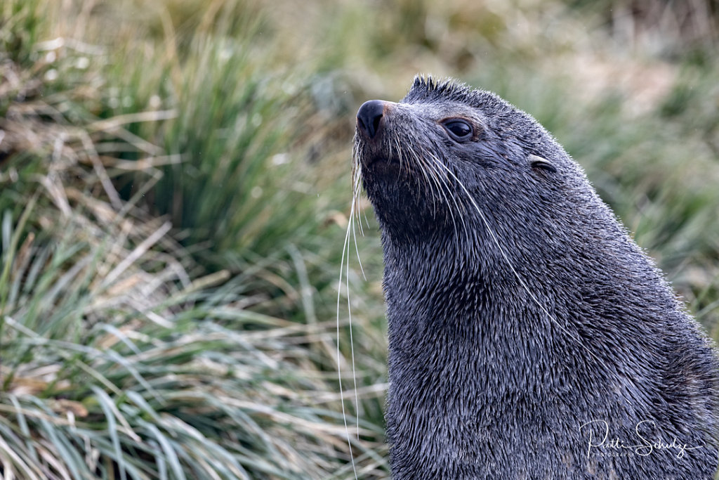Fur Seal
