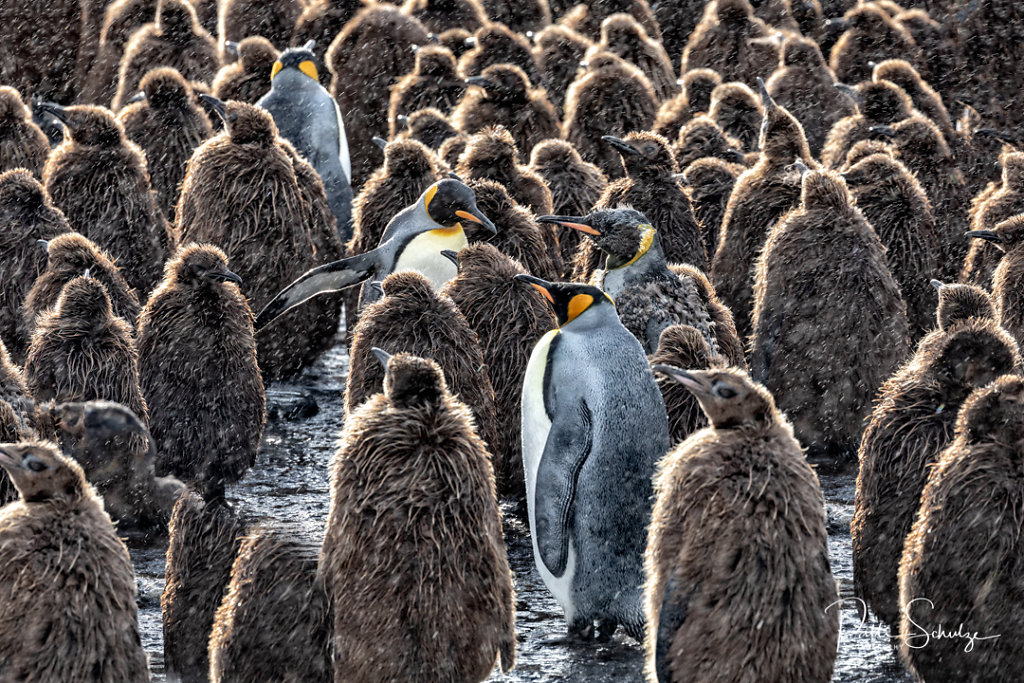 King Penguin Rookery