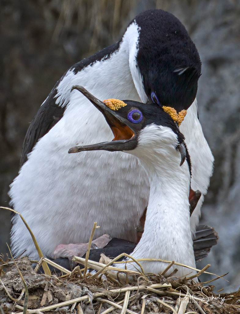 Blue Eyed Shag and baby