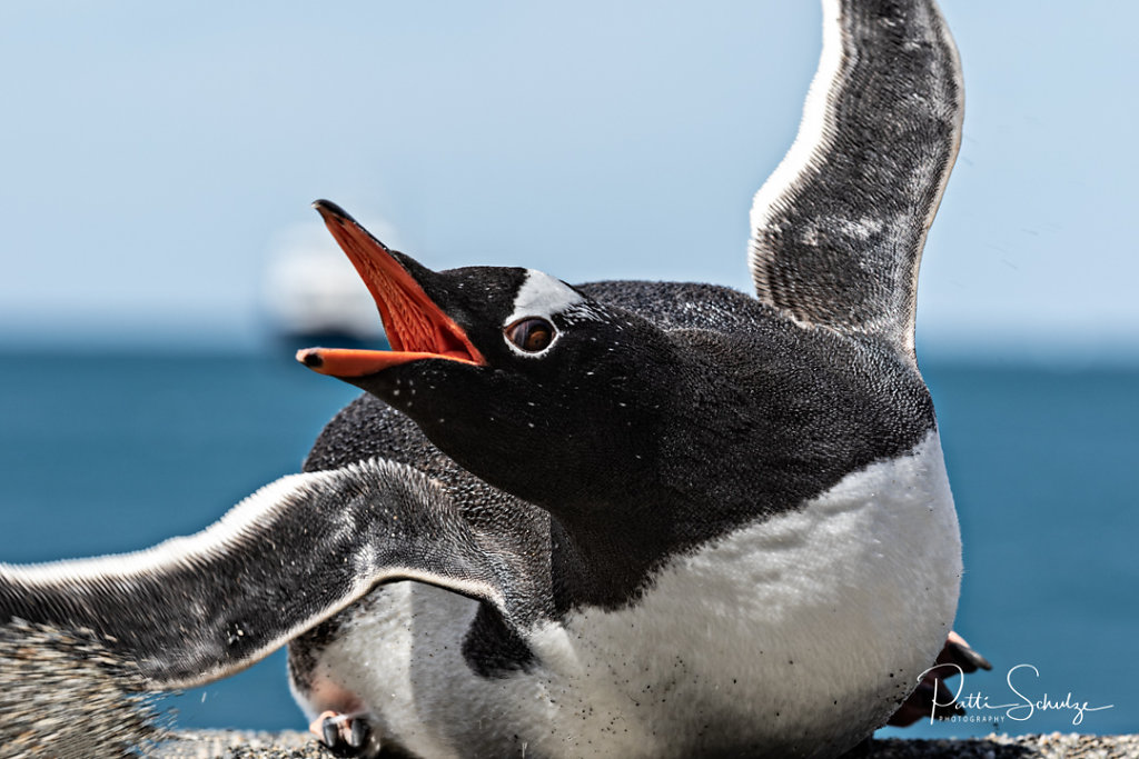 Gentoo Penguin