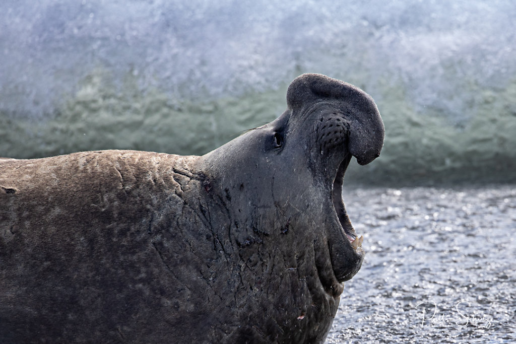 Elephant Seal
