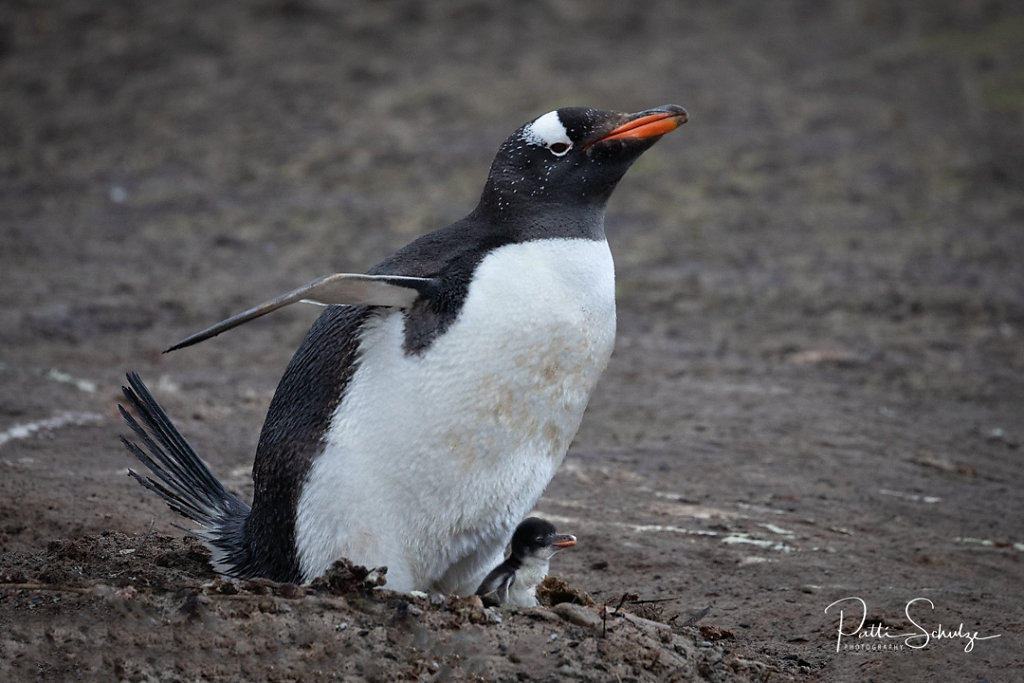 Gentoo and Young II