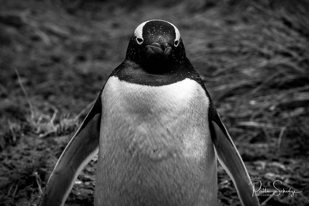 My Closeup
