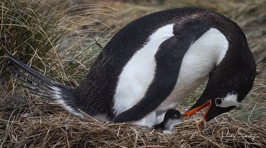 Gentoo and Young III