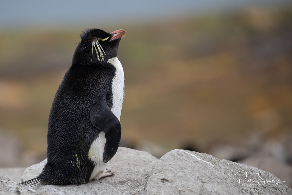 Rockhopper