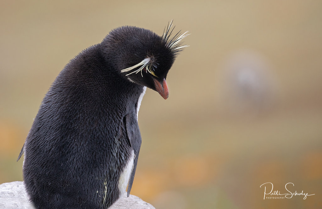 Rockhopper II