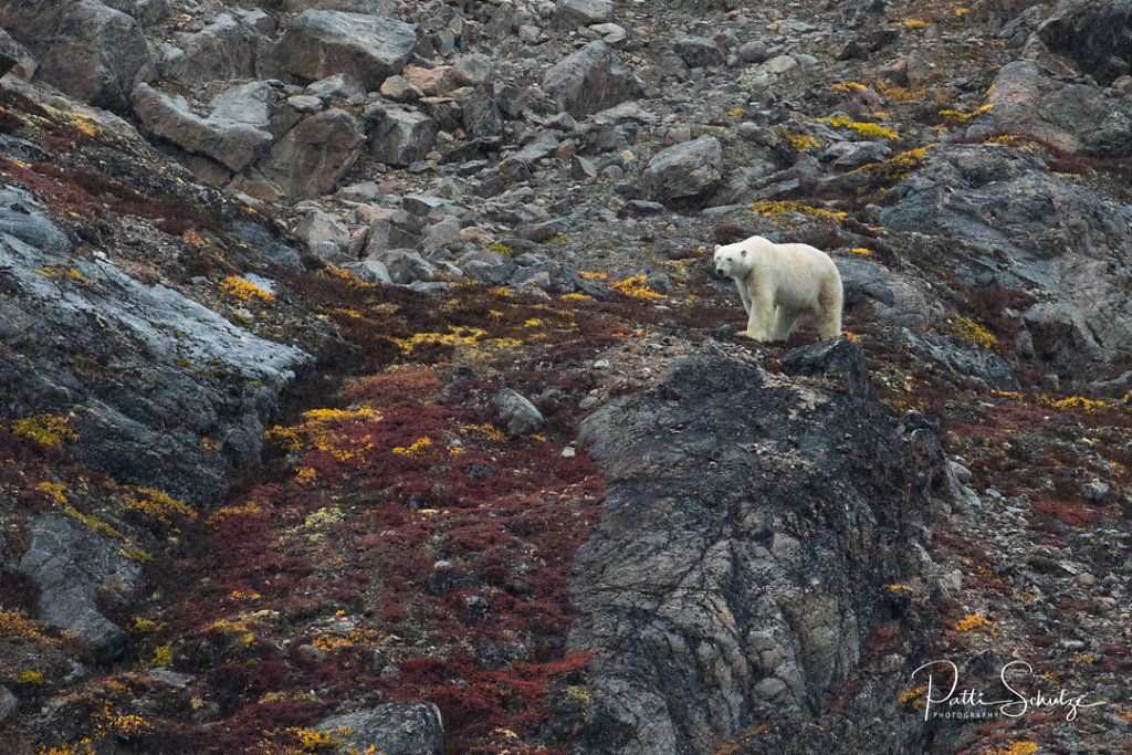 Lone Polar Bear