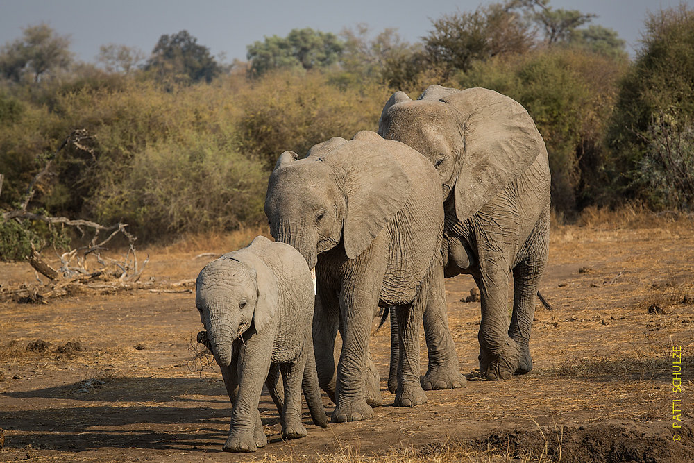 Elephants