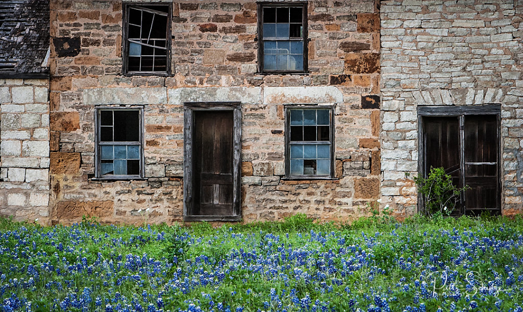 Bluebonnets and Windows