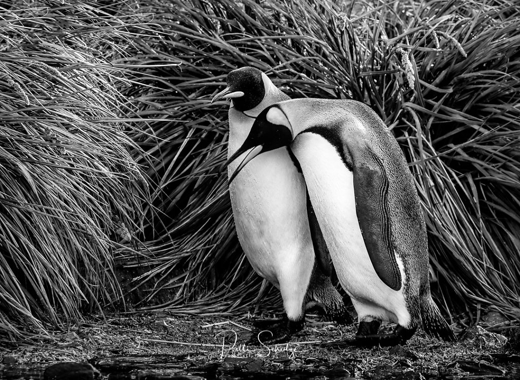 King Penguin Couple