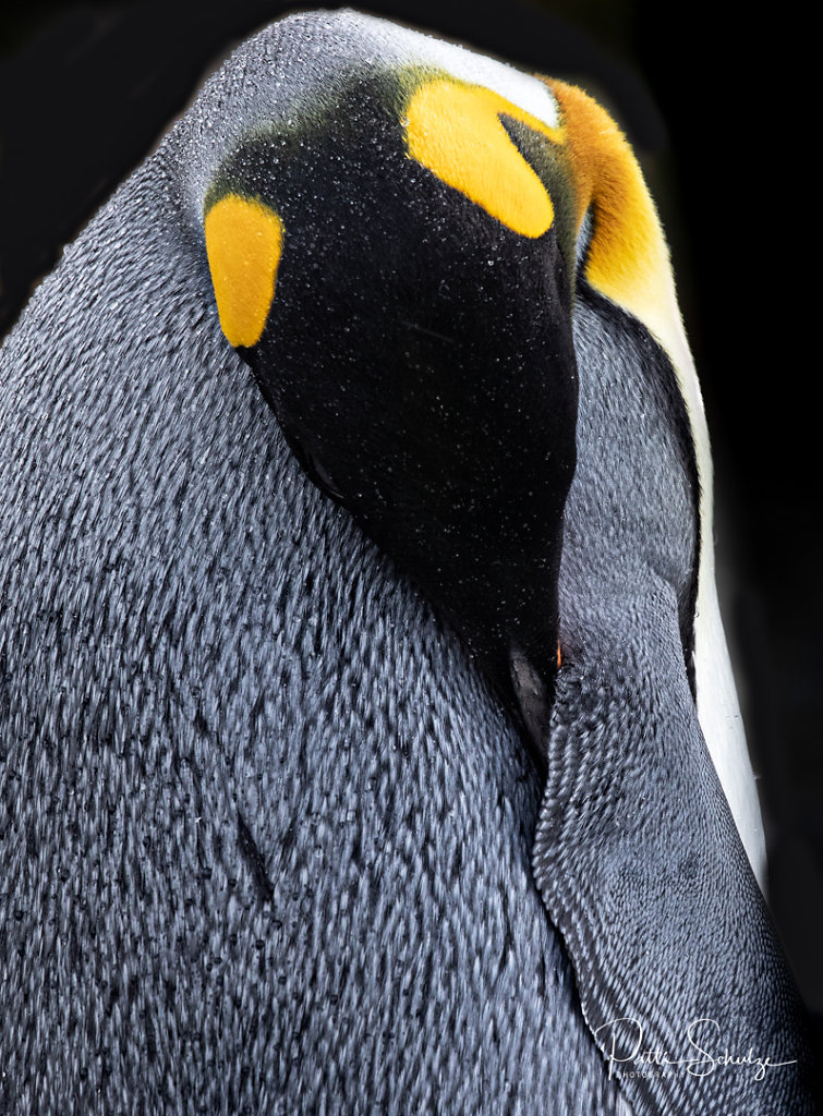 Penguin Abstract II